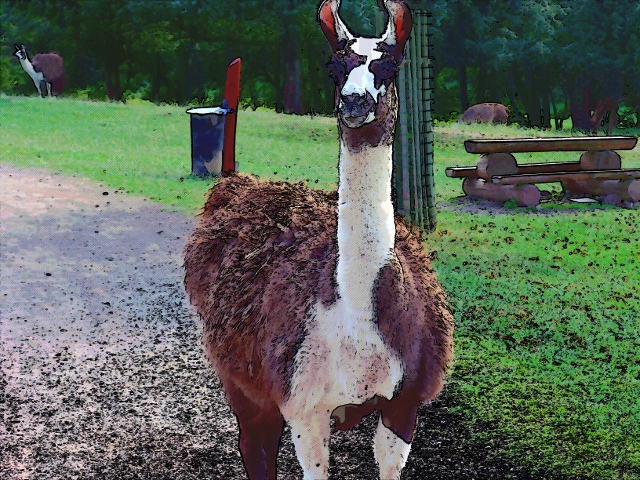 Lama